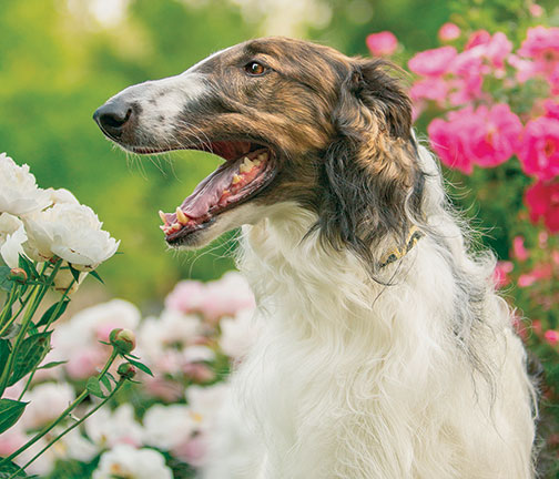 Top Best of Opposite Sex Borzoi 2024